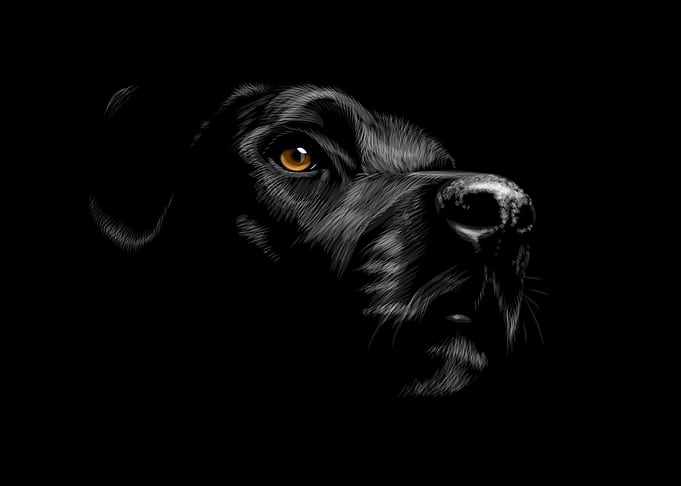 Labrador