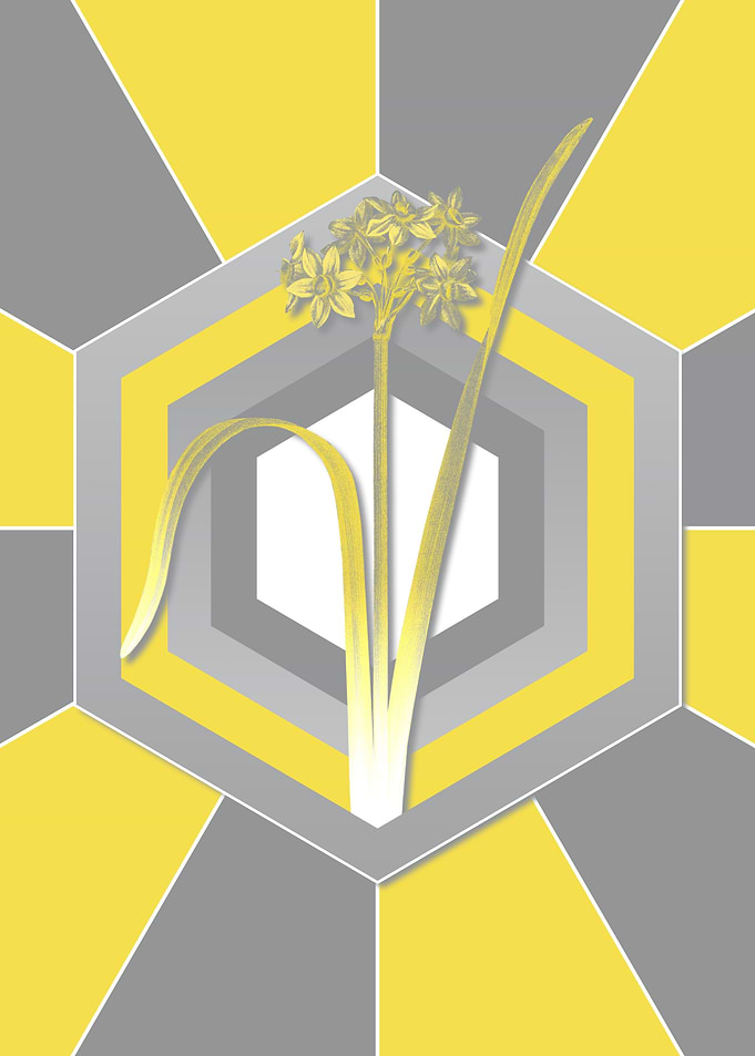 Yellow and Gray Daffodil