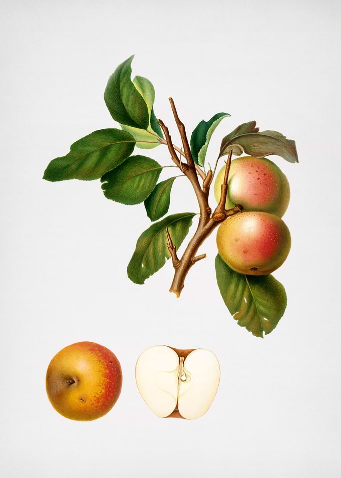 Vintage Pupina Apple Fruit