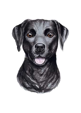 Labrador