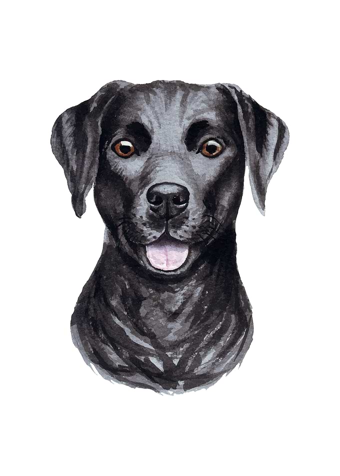 Labrador