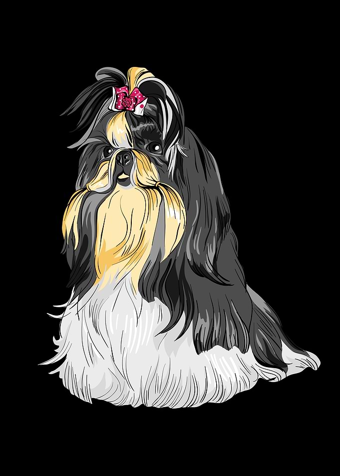 Shihtzu