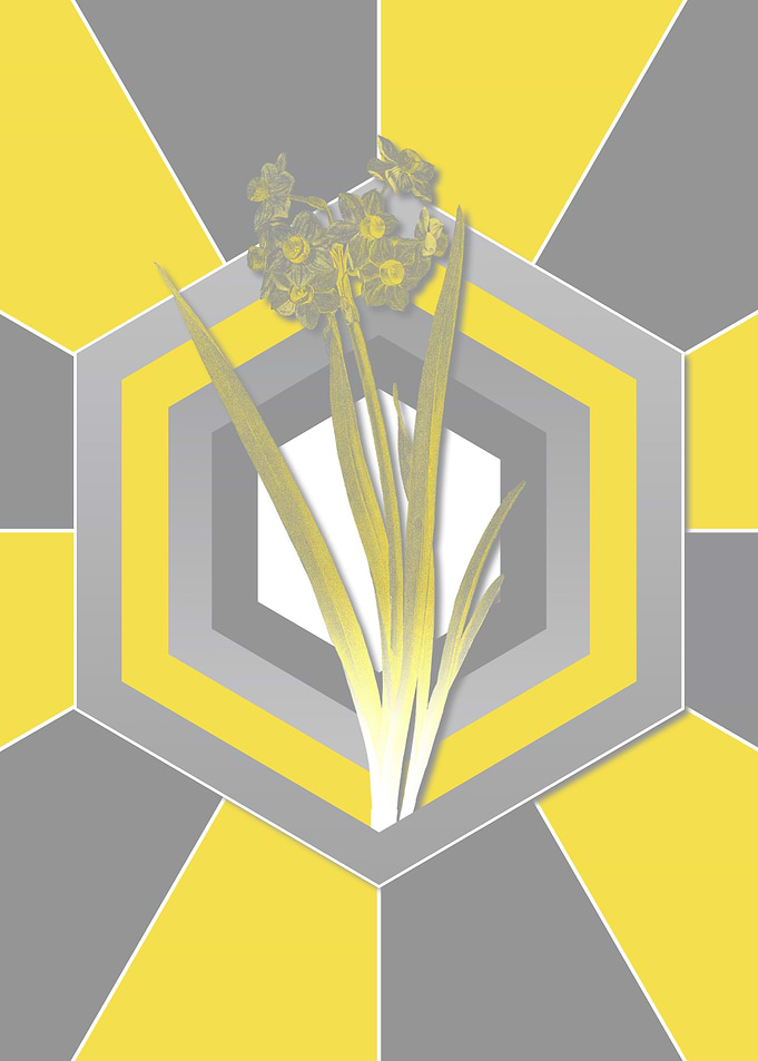 Yellow and Gray Daffodil