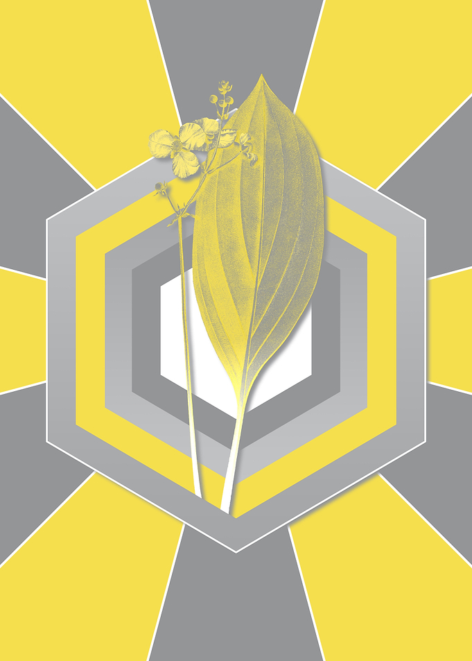 Yellow and Gray Arrowhead