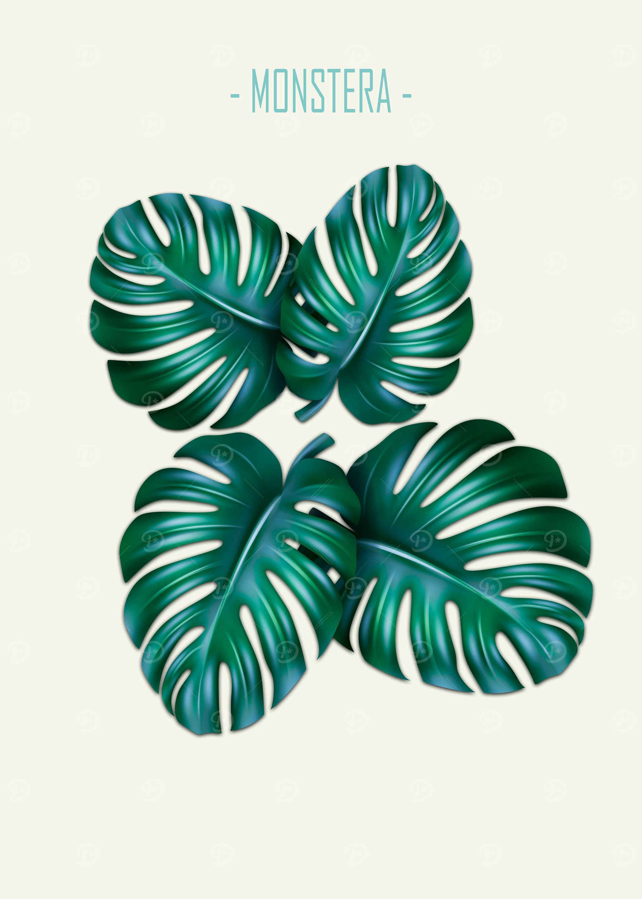 Monstera