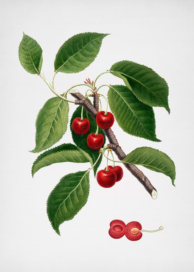 Vintage Sour Cherry Fruit