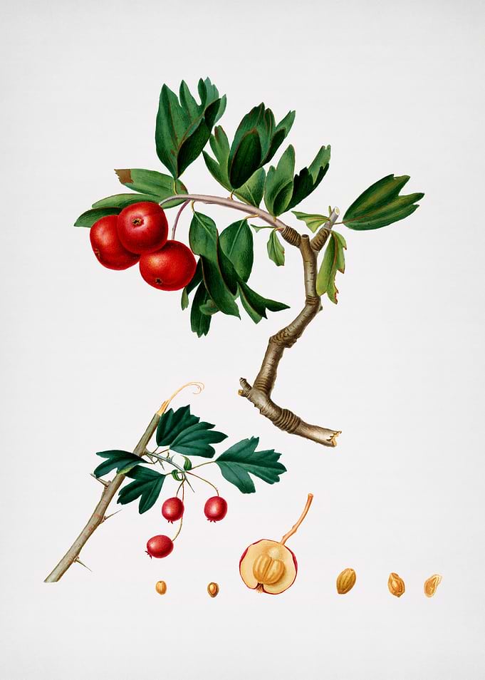 Vintage Red Thorn Apple