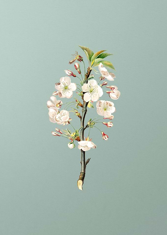 Vintage Pear Tree Flowers