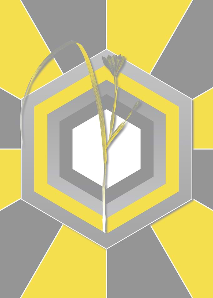 Yellow and Gray Cape Tulip