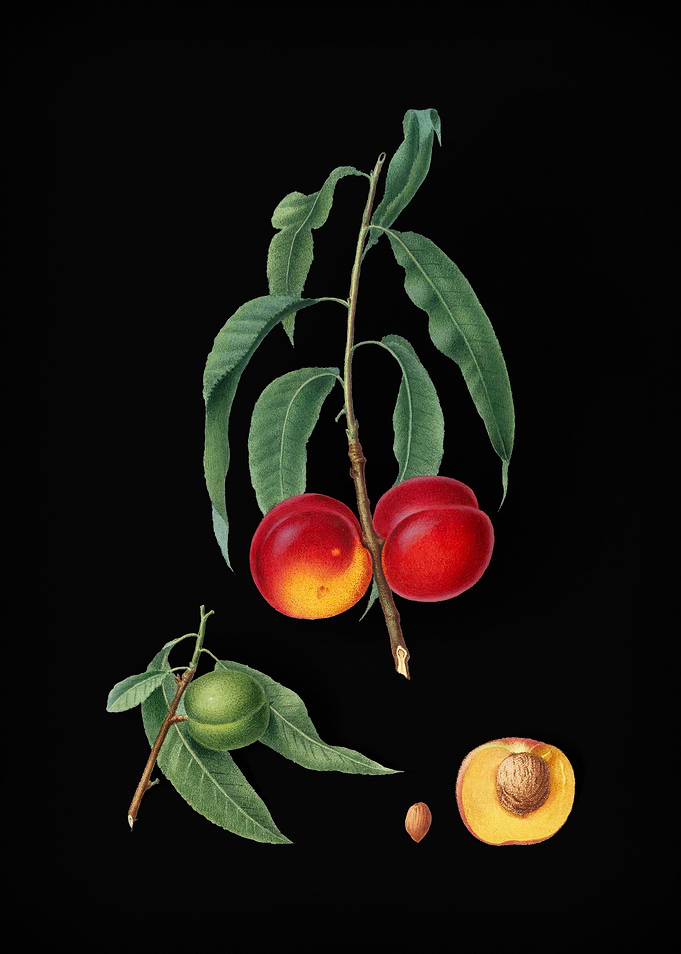 Vintage Walnut Peach Fruit