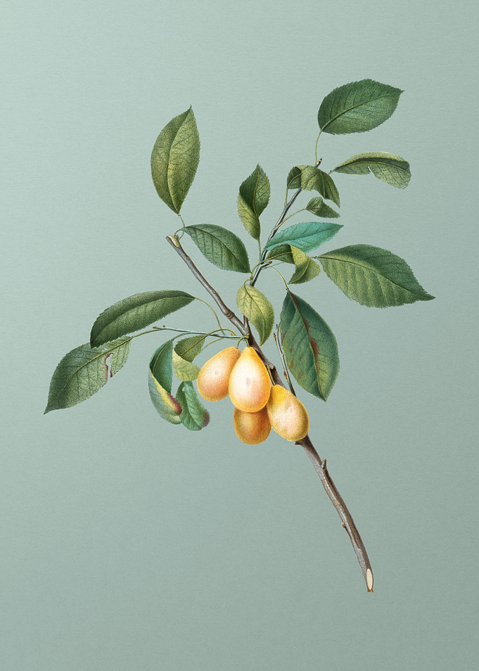 Vintage Plum Fruit Poster