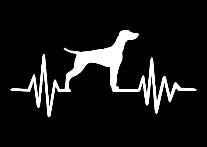 Vizsla