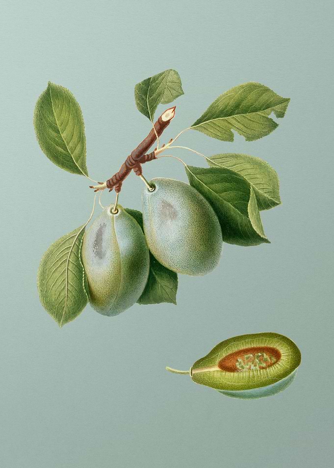 Vintage Plum Fruit Poster
