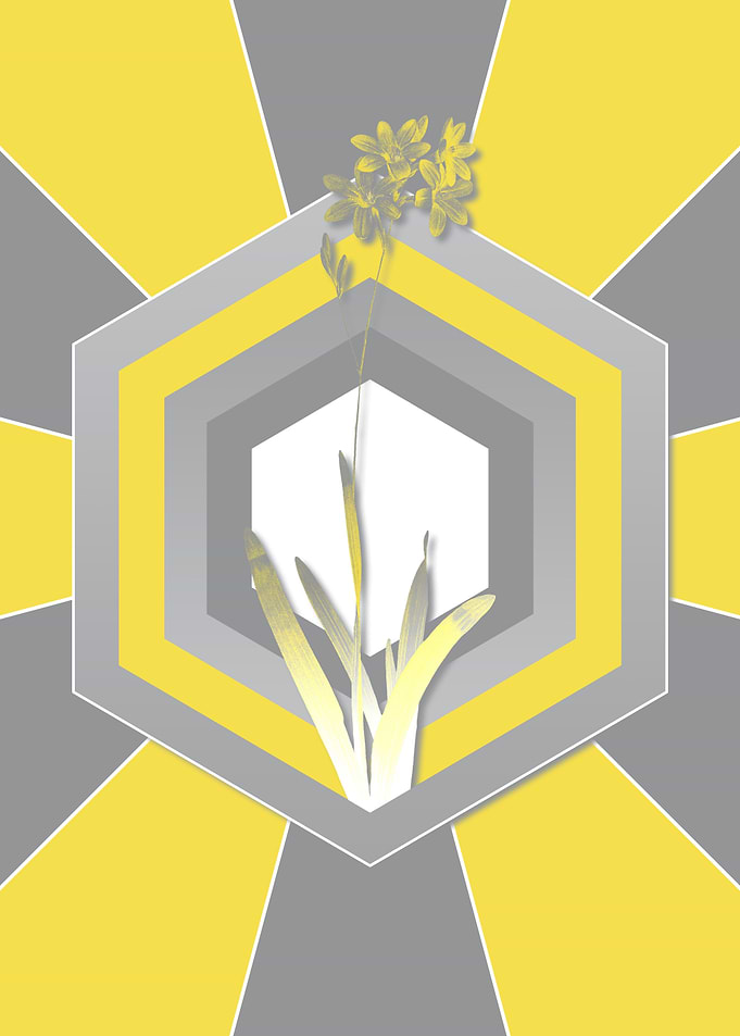 Yellow and Gray Corn Lily