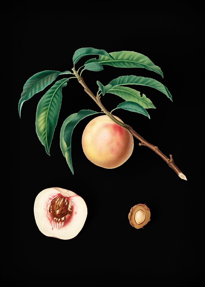 Vintage Speckled Peach Art
