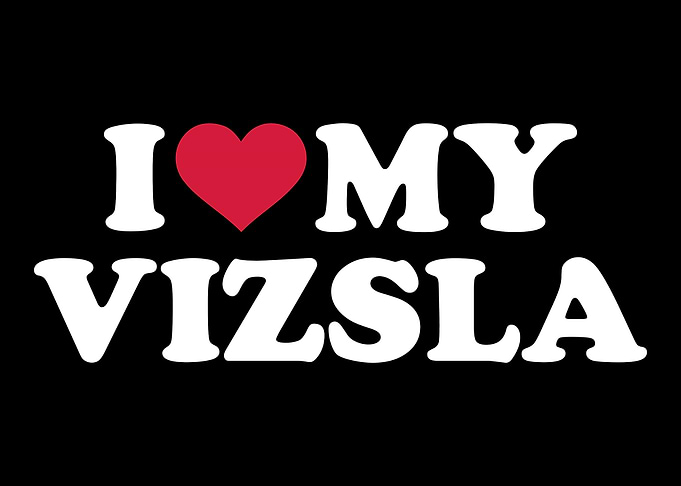Vizsla