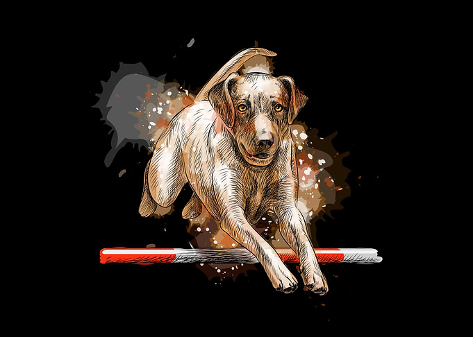 Labrador