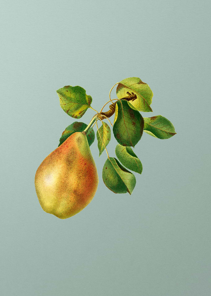 Vintage Pear Branch Fruit