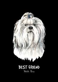 Shihtzu