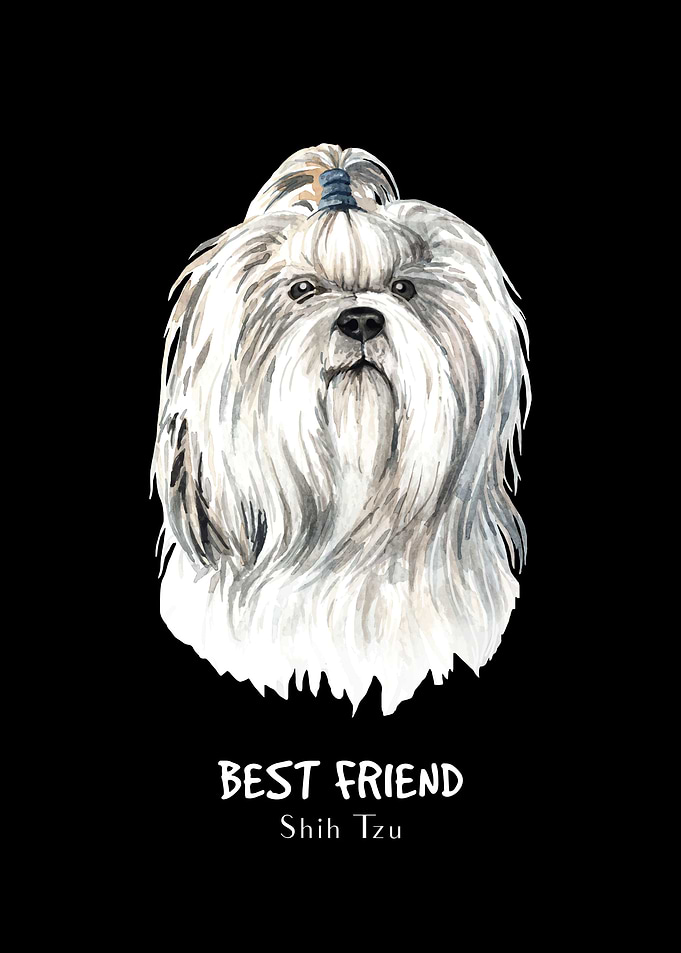 Shihtzu