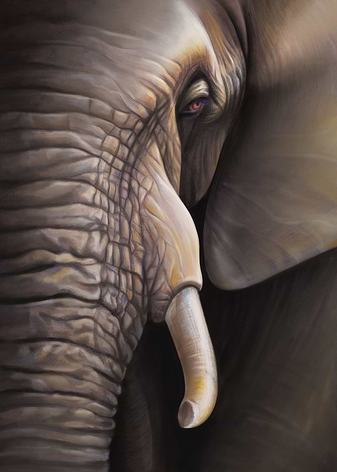 African Elephant