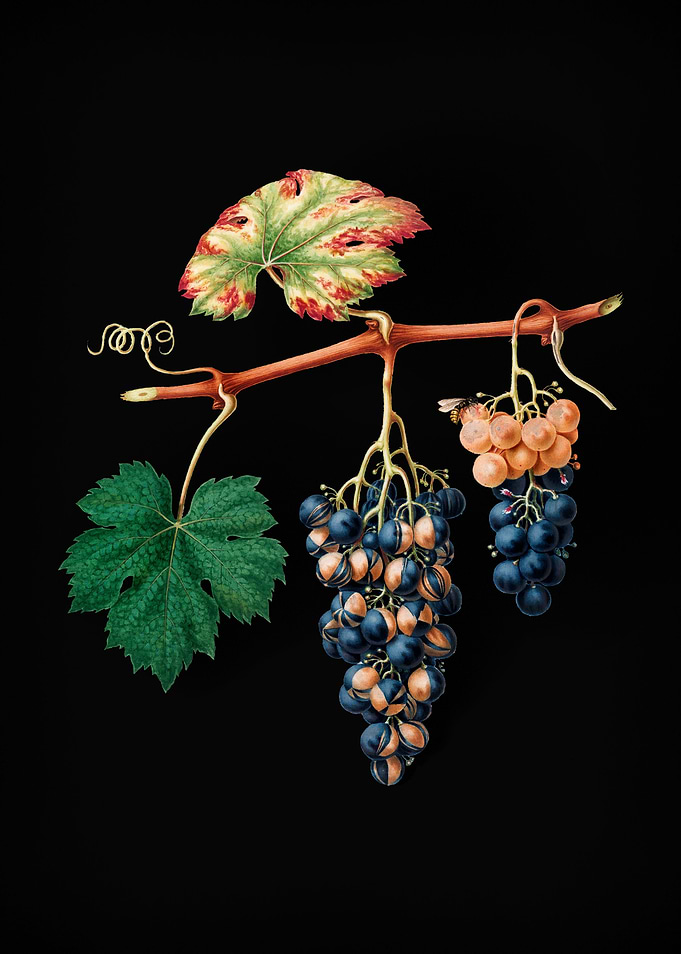 Vintage Summer Grape Fruit