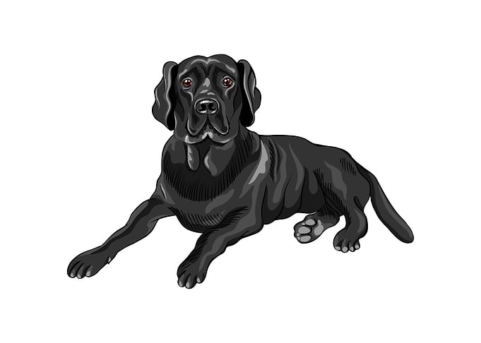 Labrador