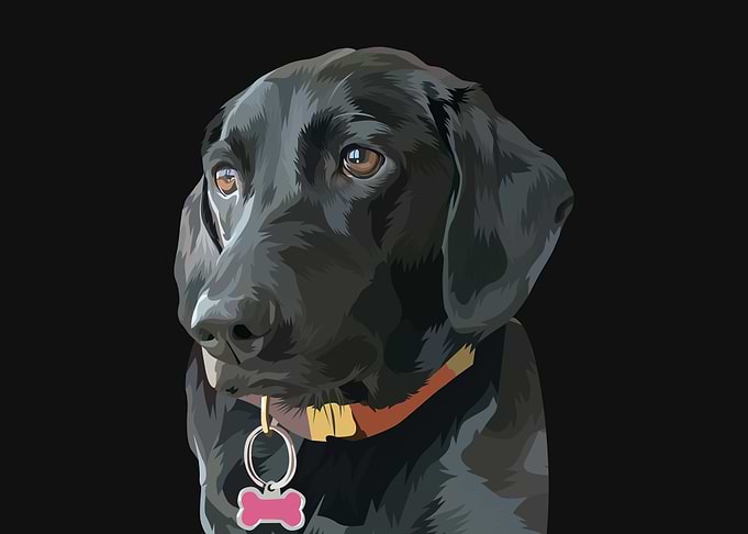 Labrador