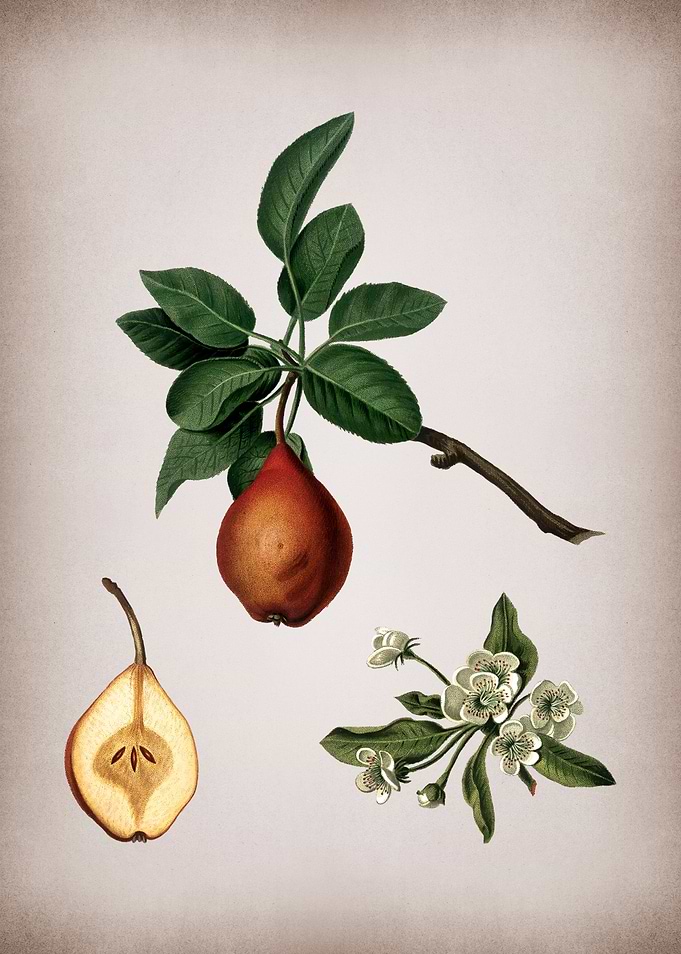 Vintage Pear Fruit Poster
