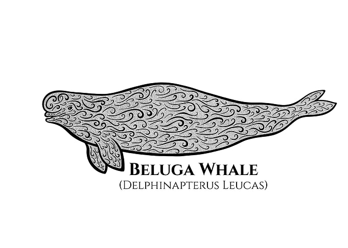 Beluga Whale with Names