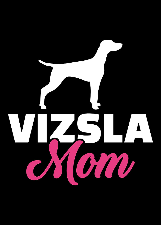 Vizsla