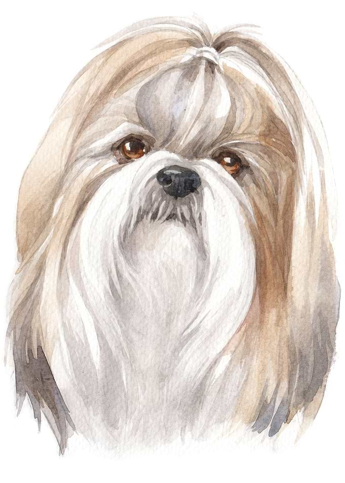 Shihtzu