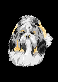 Shihtzu