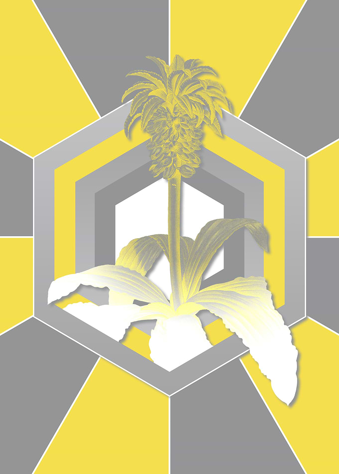 Botanical Illustration