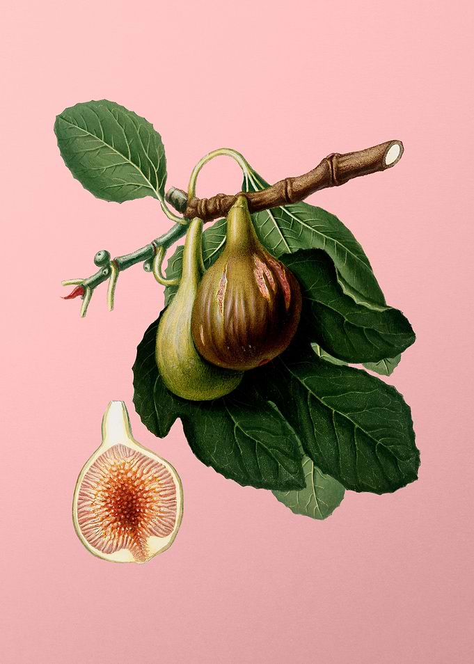 Vintage Botanical on Pink