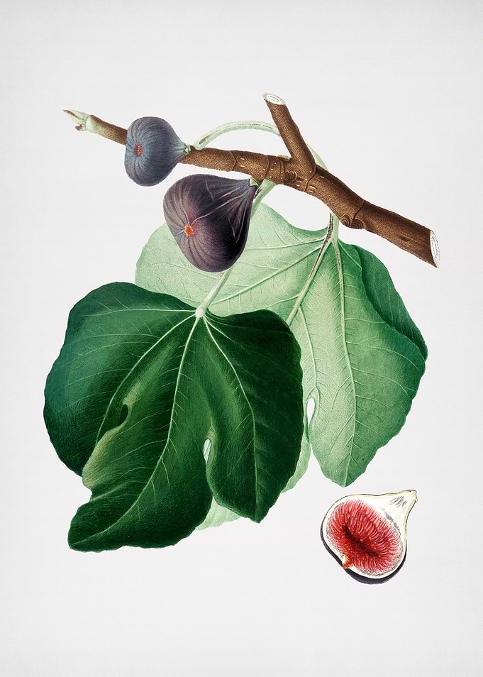 Vintage Fruit Illustration