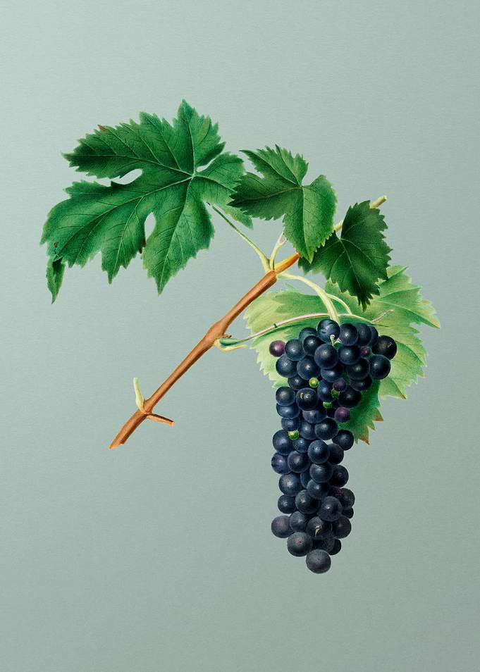 Vintage Fruit Illustration