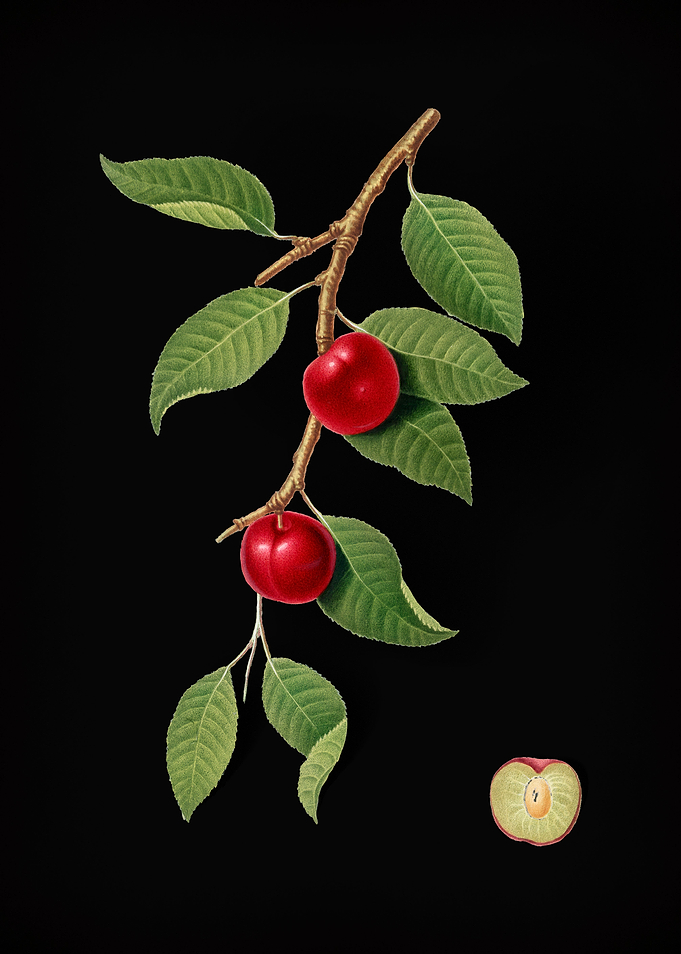 Retro Cherry Illustration