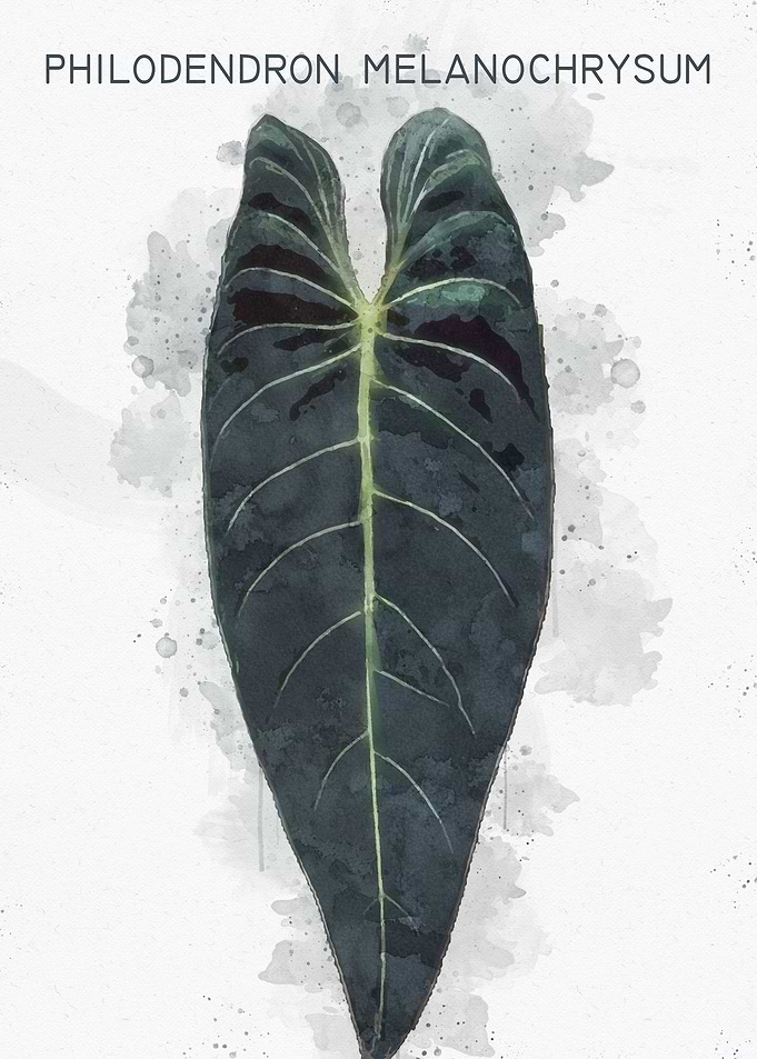 Philodendron Melanochrysum