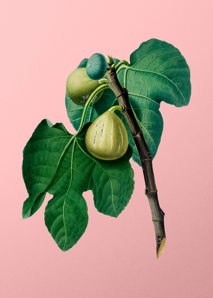 Vintage Botanical on Pink