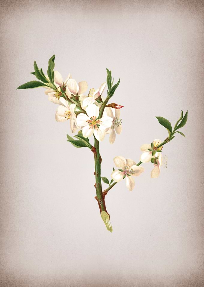 Vintage Floral Botanical