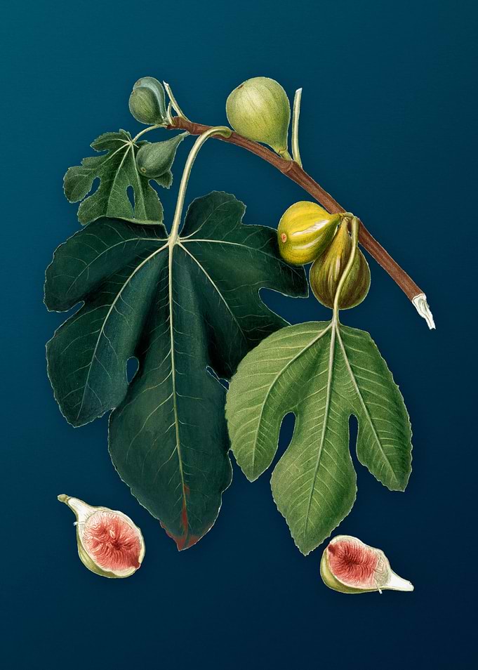 Vintage Fig Illustration
