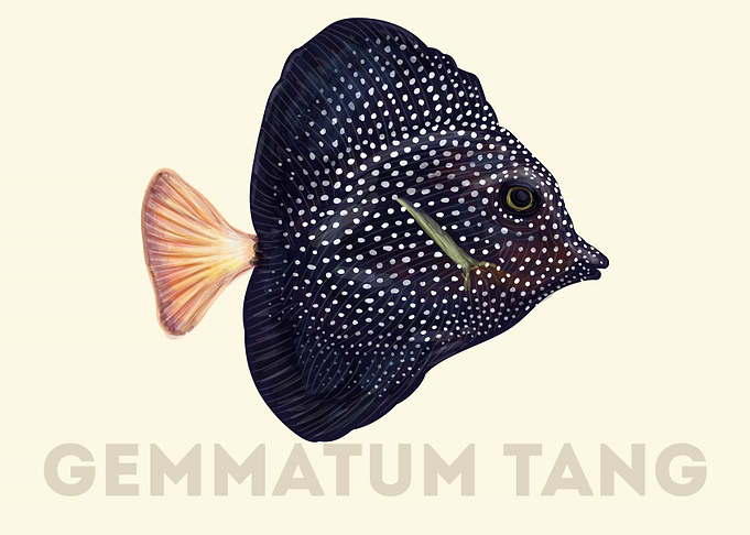Gemmatum Tang Fish