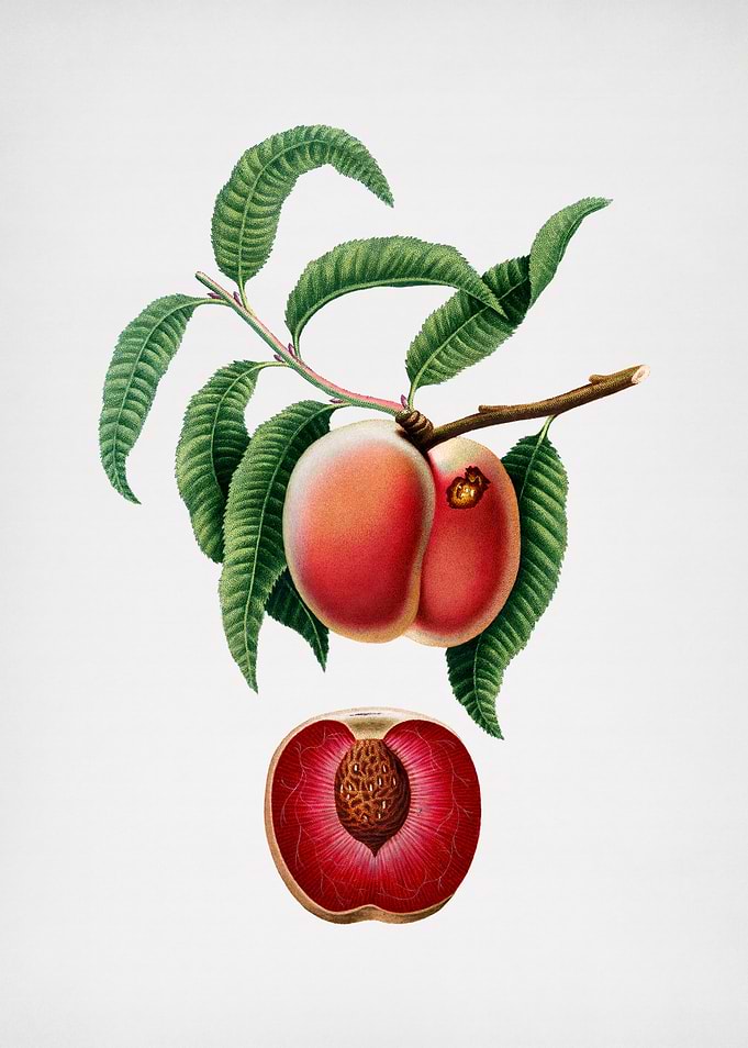 Vintage Peach Illustration