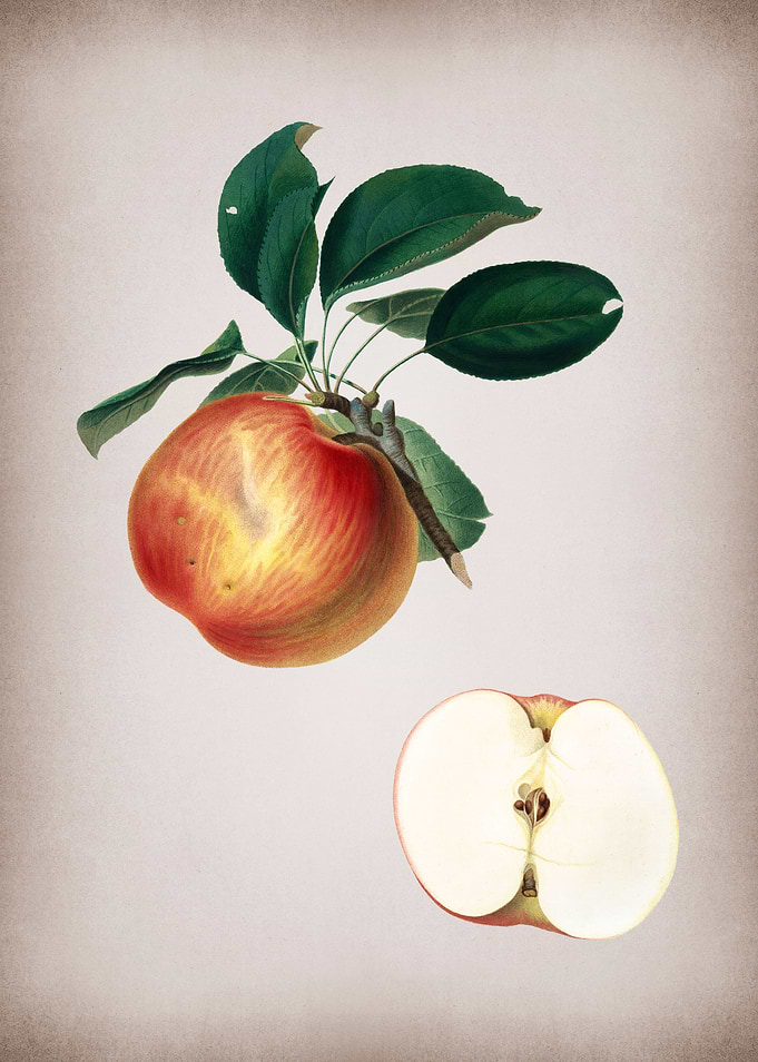 Botanical Illustration Art