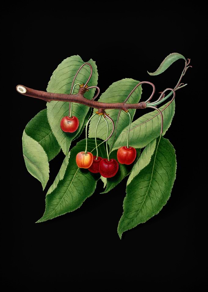 Retro Cherry Illustration