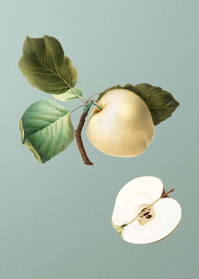 Vintage Fruit Illustration