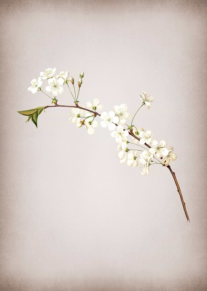 Vintage Floral Botanical