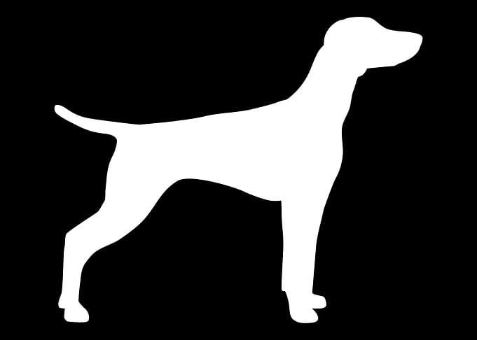 Vizsla