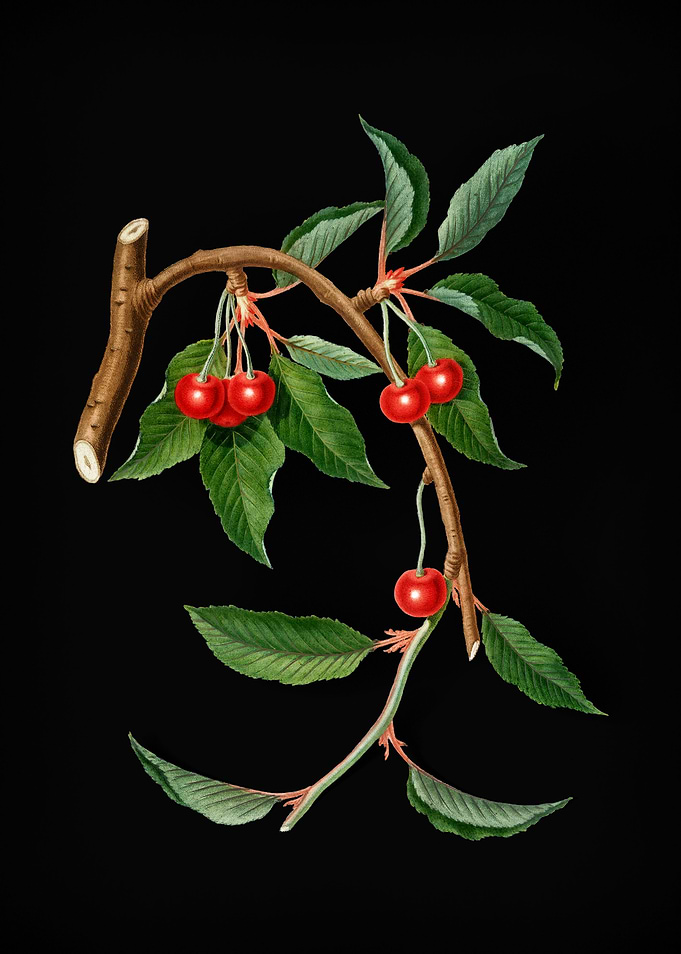 Retro Cherry Illustration